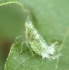 Dictyophara sp.